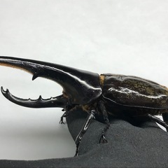 D.Hヘラクレス B品ペアの画像