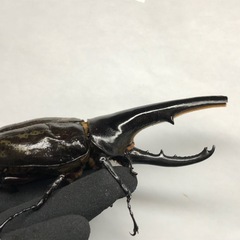 D.Hヘラクレス B品ペアの画像