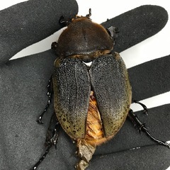 D.Hヘラクレス B品ペアの画像