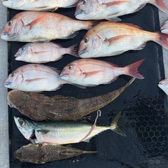 タイラバ大好き！