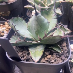 アガベ　チタノタ　ブラック&ブルーの画像