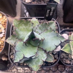 アガベ　チタノタ　ブラック&ブルーの画像