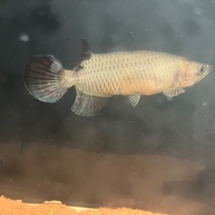 ノーザンバラムンディの画像