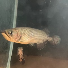 ノーザンバラムンディの画像