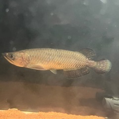 ノーザンバラムンディの画像