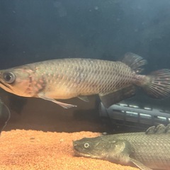 ノーザンバラムンディの画像