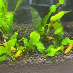 イエローシュリンプ　10匹の画像