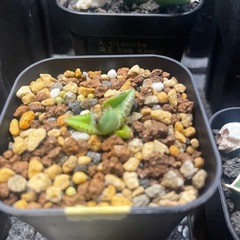 アガベ　チタノタ　ハデス子株の画像