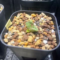 アガベ　チタノタ　ハデス子株の画像