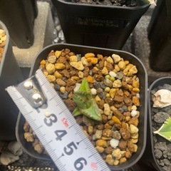 アガベ　チタノタ　ハデス子株の画像