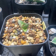 アガベ　チタノタ　ハデス子株の画像