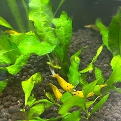 イエローシュリンプ　10匹の画像