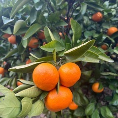 ゆら早生みかん ご家庭用  1kg400円 #4の画像