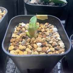 アガベ　チタノタ　ハデス子株の画像