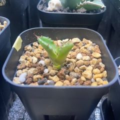 アガベ　チタノタ　ハデス子株の画像