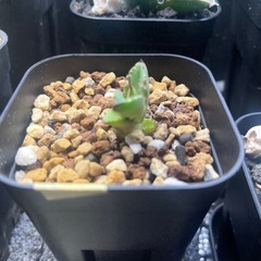 アガベ　チタノタ　ハデス子株の画像