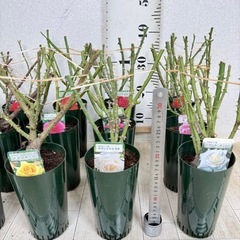【植物】《まとめ売り》バラ苗 15株の画像