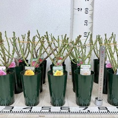 【植物】《まとめ売り》バラ苗 15株の画像
