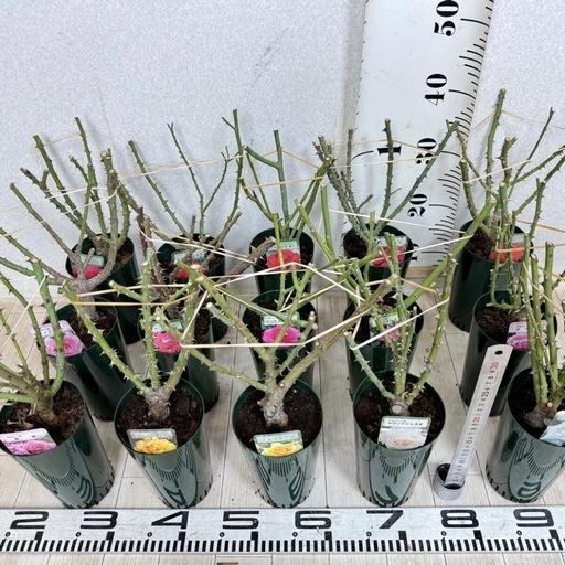 【植物】《まとめ売り》バラ苗 15株
