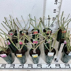 【植物】《まとめ売り》バラ苗 15株の画像