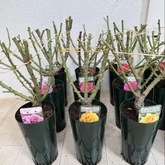 【植物】《まとめ売り》バラ苗 15株の画像
