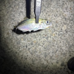 釣り仲間募集中