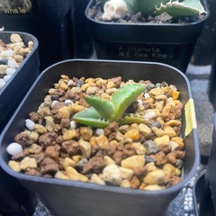 アガベ実生子株の画像