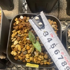 アガベ実生子株の画像