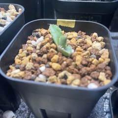 アガベ実生子株の画像