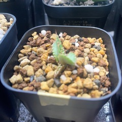 アガベ実生子株の画像