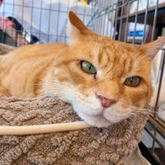 １１月１５日(土)すみれペットクリニック様にて保護猫🐾譲渡会🐾開...