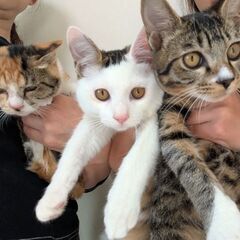 ３匹の里親募集