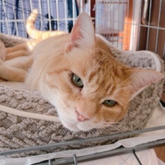 １１月８日(土)🍁🐈ウィズマル動物医療センター立川院様にて🐾子猫...