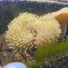 ウミキノコ（2025/8/20株分け個体）の画像