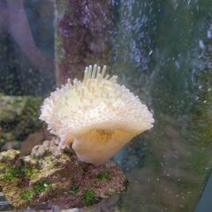 ウミキノコ（2025/8/20株分け個体）の画像