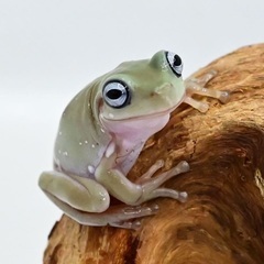 イエアメカエルのおたまの画像