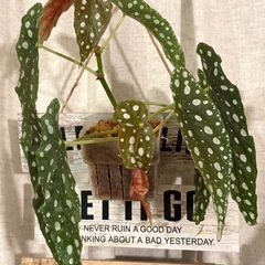 どちらか片方　ベゴニア　マクラータ　の画像