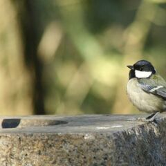 Olympus SP-80UZ③ 従来のレンズ交換式一眼レフの性能を、手の平サイズにして、レンズ交換無しで800mmと言う超望遠撮影もできるカメラです。の画像