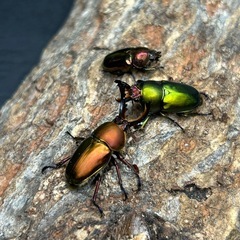 パプアキンイロクワガタ　♂♂♀トリオの画像