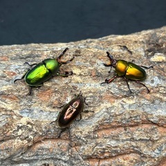 パプアキンイロクワガタ ♂♂♀トリオの画像