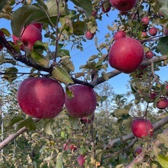 りんご（ふじ ）R7産
の画像