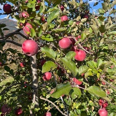 りんご（ふじ ）R7産
の画像