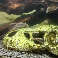 熱帯魚 中型魚の画像