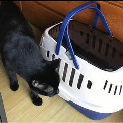 ペット用キャリーケースの画像