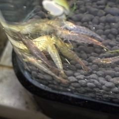 レッドラムズ、カワニナ、ミナミヌマエビ、ツマツマセット、1,400円分 の画像