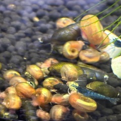 レッドラムズ、カワニナ、ミナミヌマエビ、ツマツマセット、1,400円分 の画像