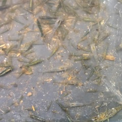 レッドラムズ、カワニナ、ミナミヌマエビ、ツマツマセット、1,400円分 の画像