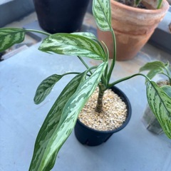 　売約済み　観葉植物　まとめてお譲り の画像