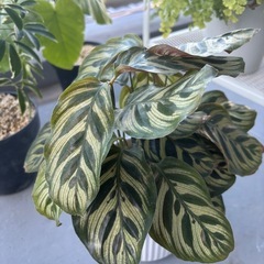 　売約済み　観葉植物　まとめてお譲り の画像