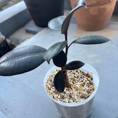 　売約済み　観葉植物　まとめてお譲り の画像